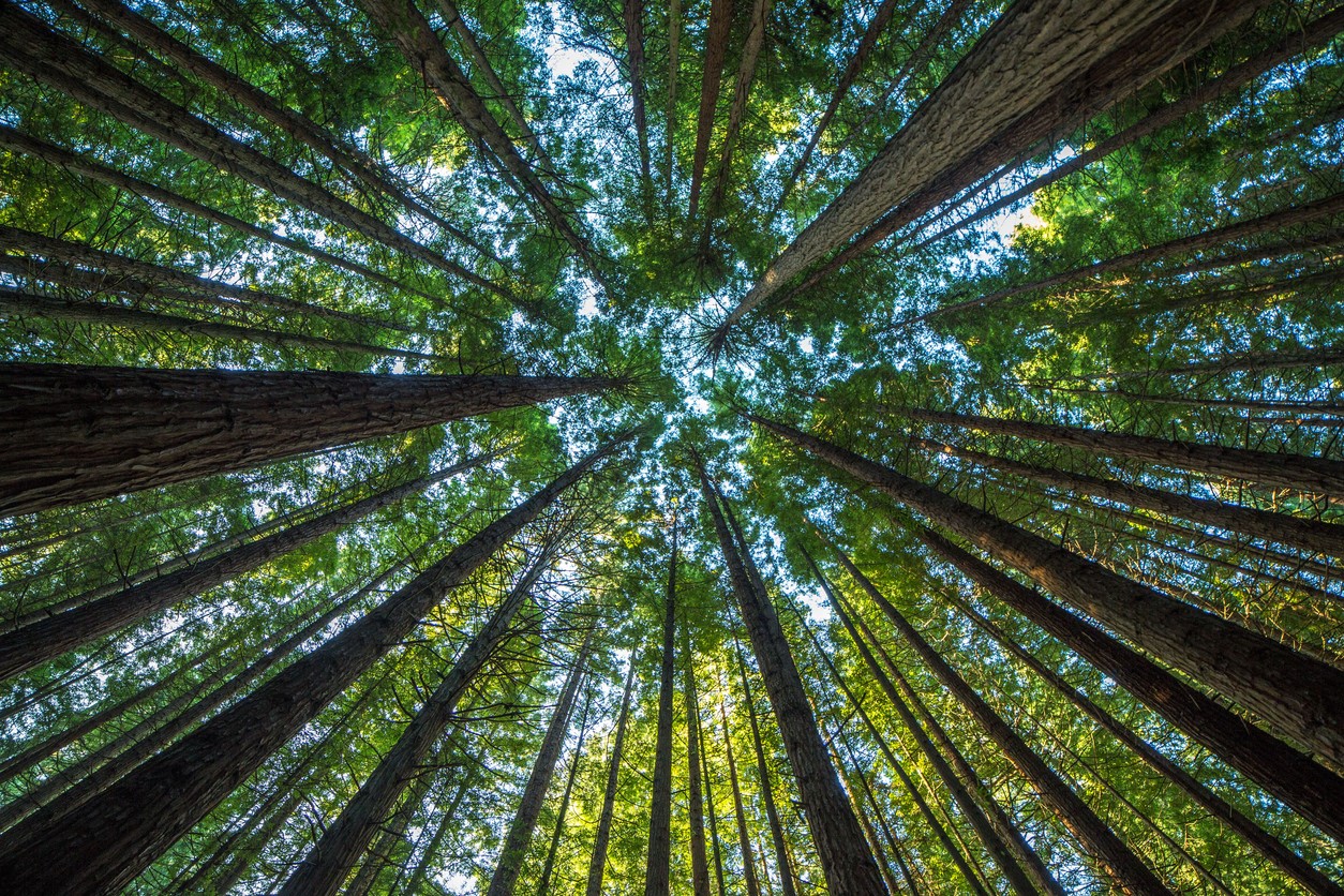 Majestic giant redwood tree scenery showing growth