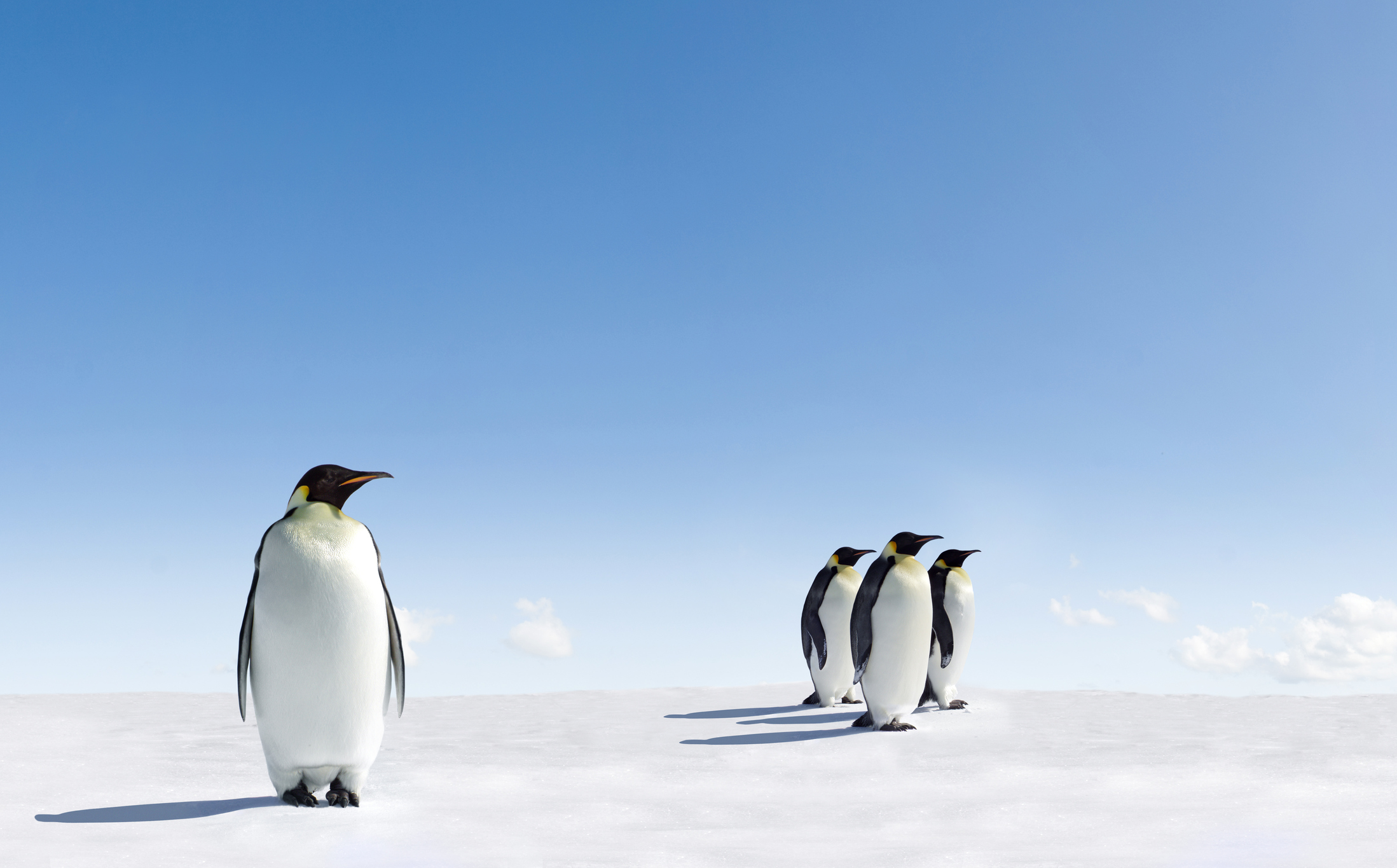 Four Emperor Penguins standing on ice with one alone outside the group