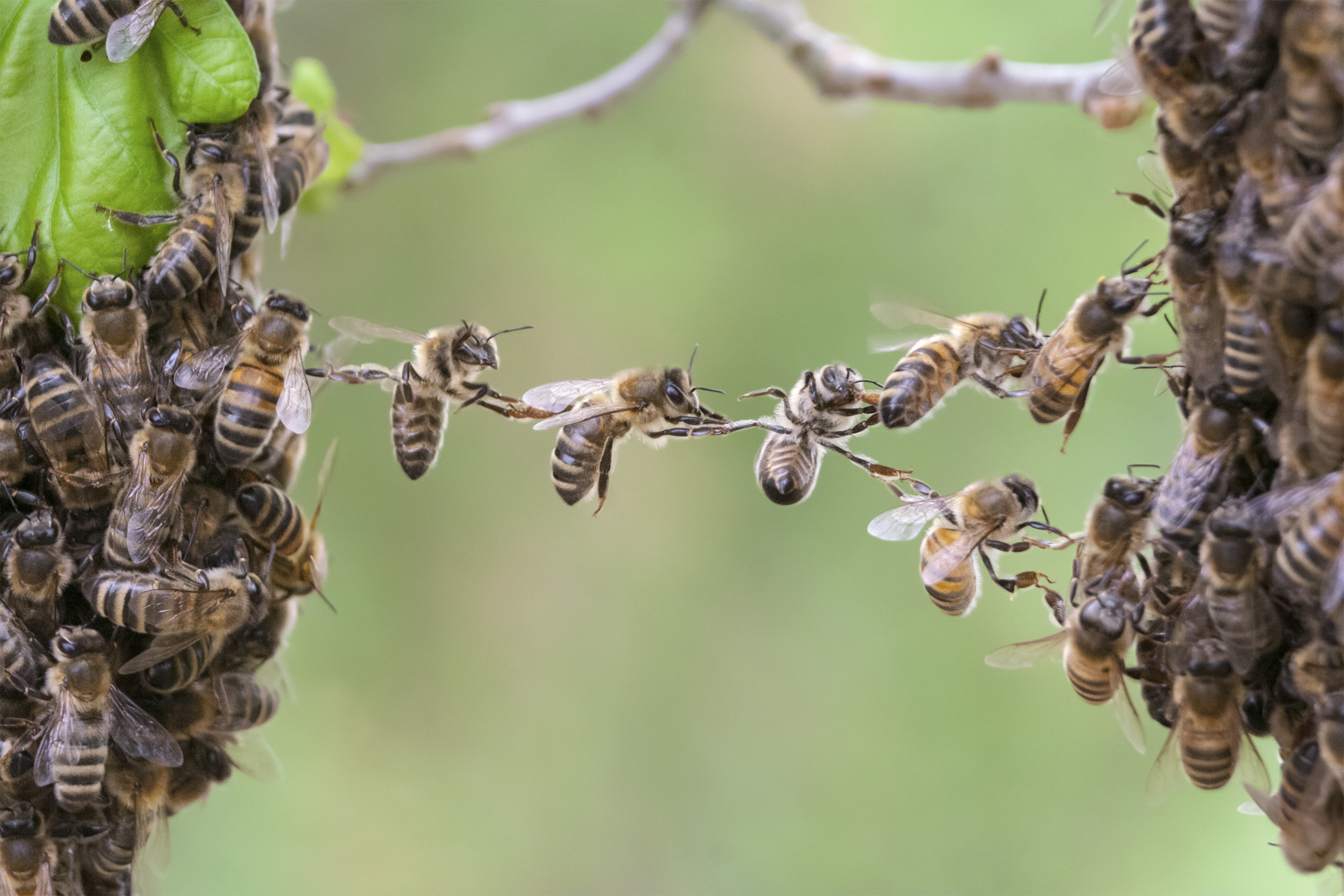 Bees working together to symbolise effective team coaching