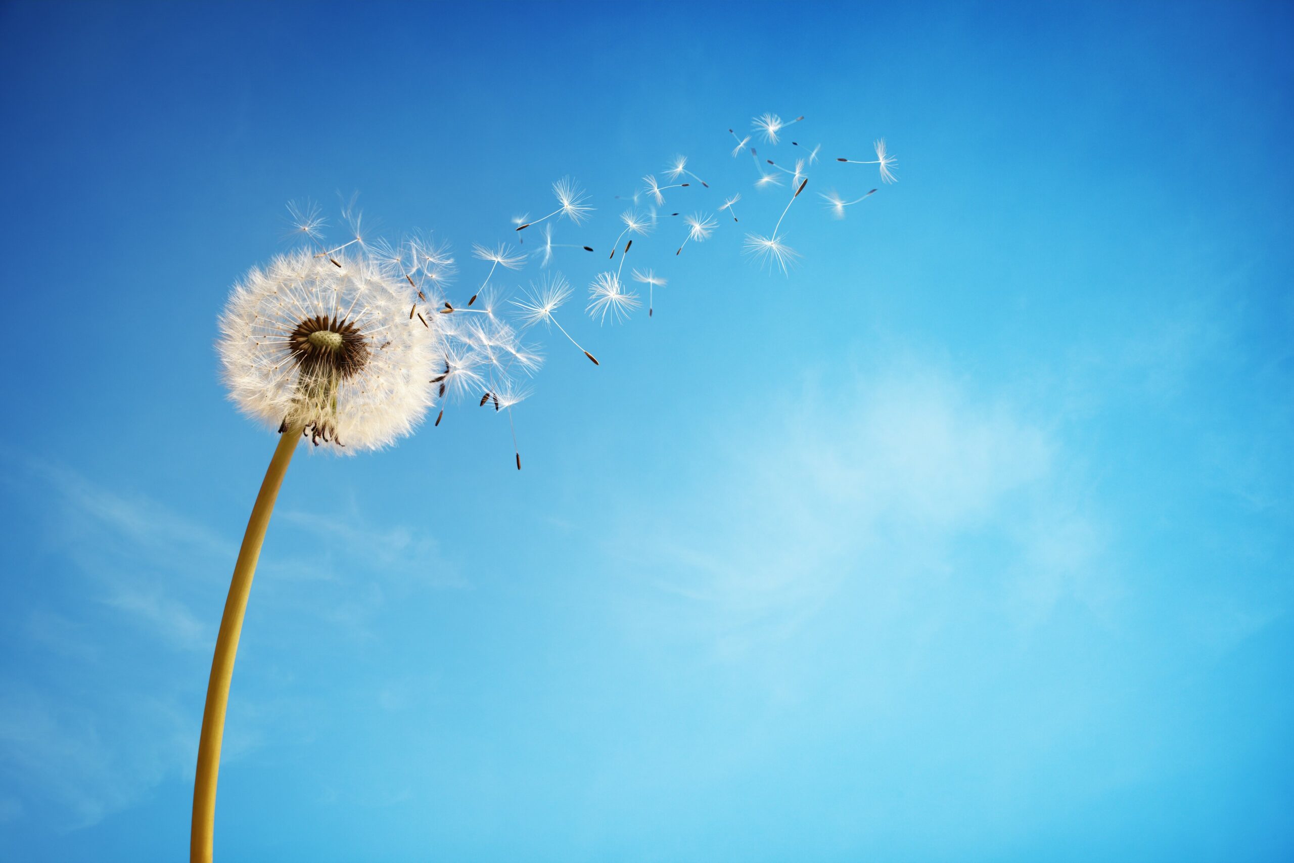 Dandelion blowing in the breeze