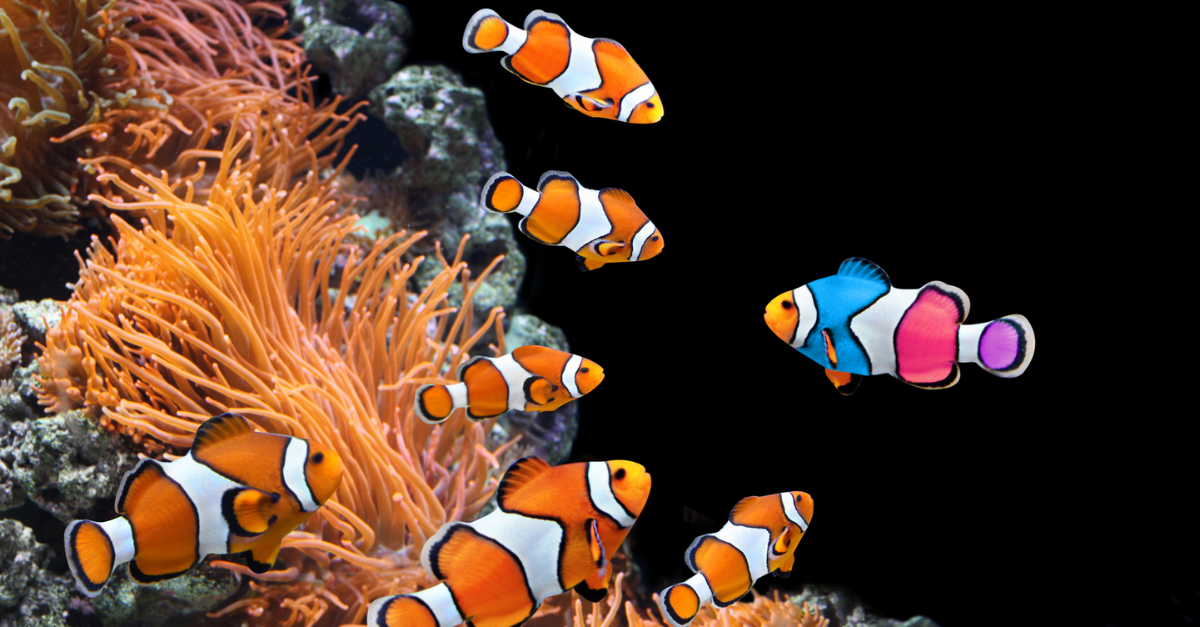 A group of orange clownfish observe a rainbow clownfish